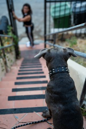 Back view of dog looking down outside stairs at his owner