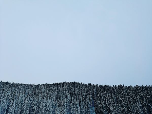 Forest in Srednja vas v Bohinju, Radovljica, Slovenia