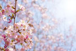 Pink cherry blossom