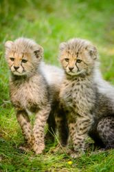 Two cheetah youth bGzYv4
