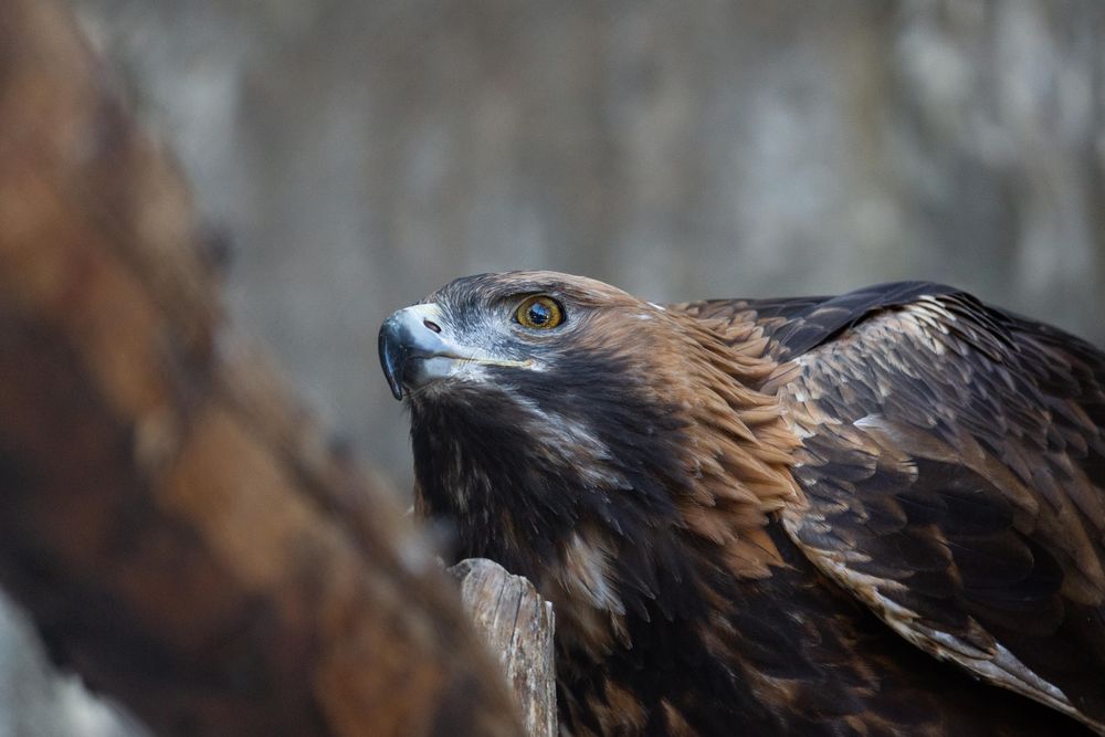 Eagle on brown tree branch