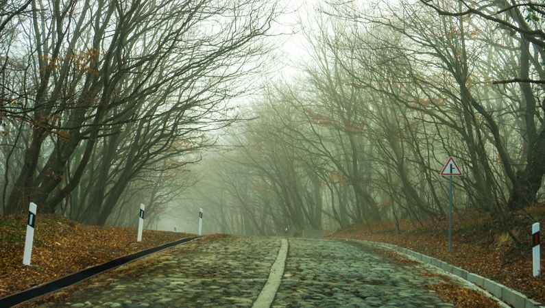 Foggy morning on a forest road