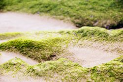 Stony hill covered with moss
