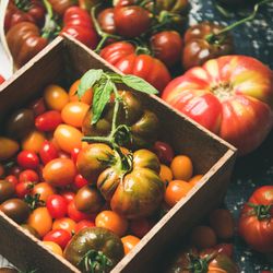 Assortment of different tomatoes, large to small and green to red, close up, square crop