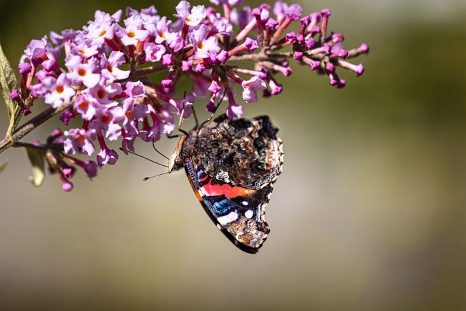 Red admirable butterfly hanging off pink flower