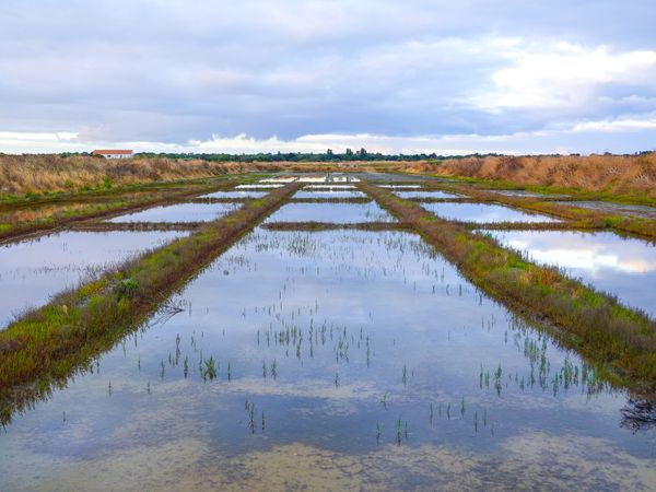 Salt pans and walkways at sunrise