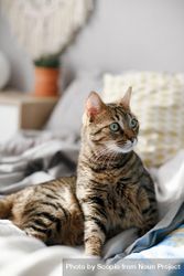 Brown tabby cat on bed 4B81E0