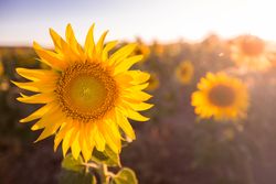 Bright colorful sunflower in sunlight