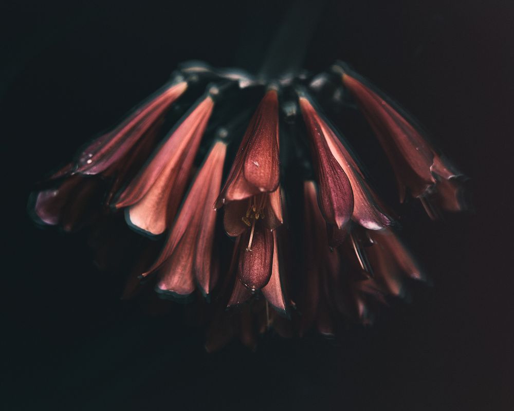 Long red flowers about to bloom