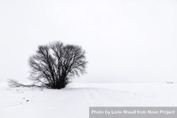 A single dark tree in a snowy field 4ZJz14