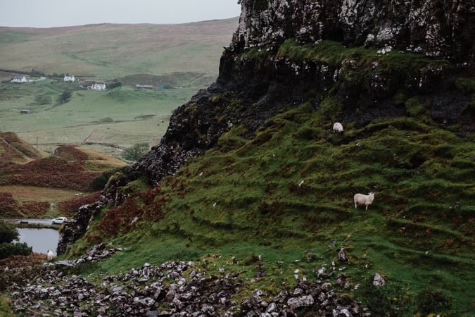 Sheep in green mountains