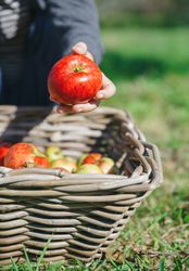 Hand of boy holding up red apple from basket
