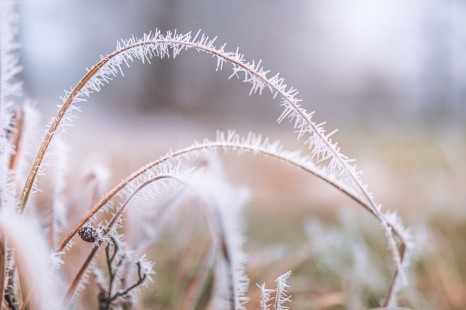 Ice on tall grass