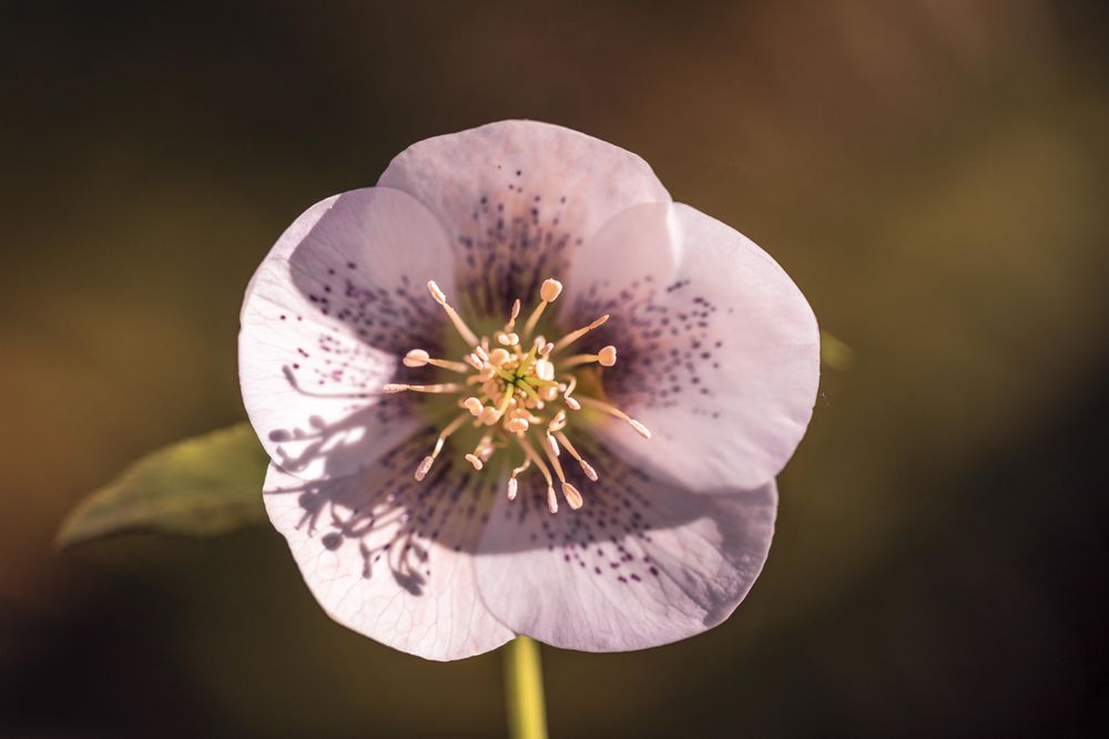 Center of small pink flower with long pistils