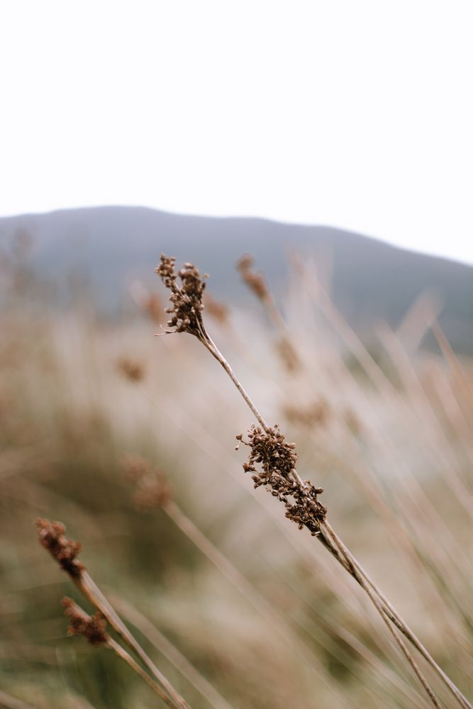 Dry plant in field