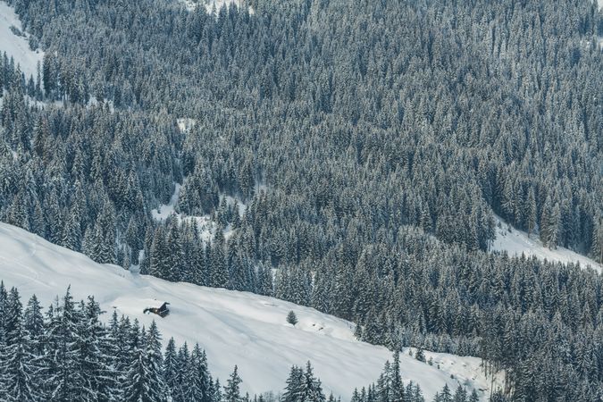 Fir trees in snow mountain in Austria