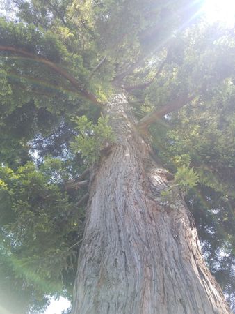 Looking up at a redwood tree