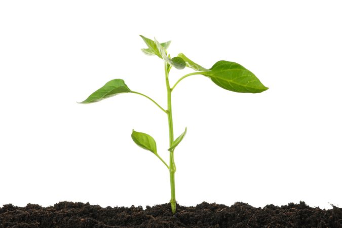 Saplings seedlings in soil isolated on studio background. Environmental protection. Agriculture