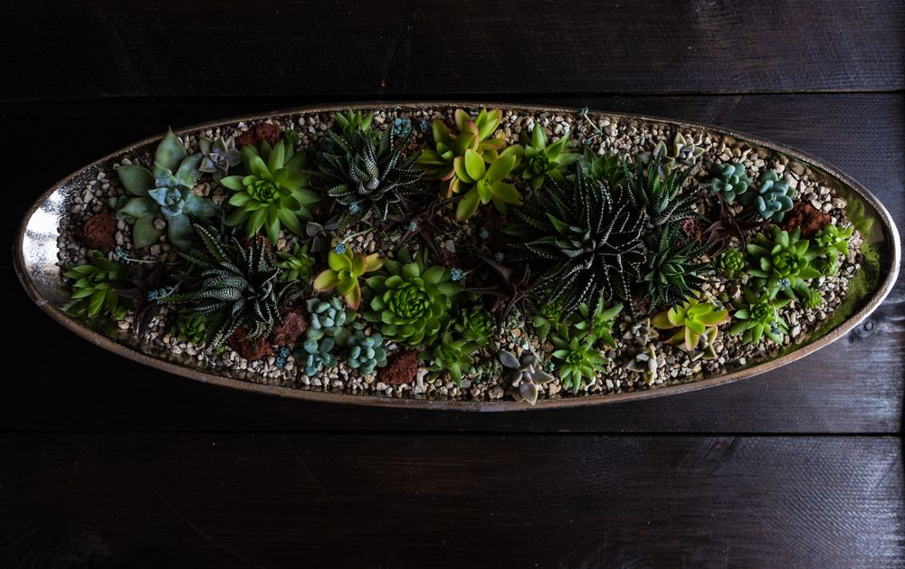 Top view of Perle Von Nurnberg plants in a curated pot