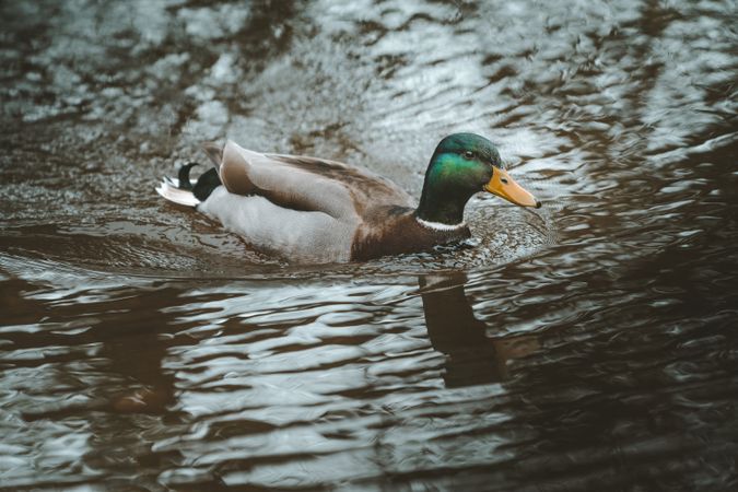 Mallard duck floating in river water