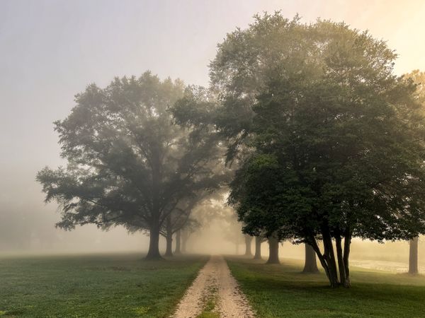 Beyond the drive and tree lines hangs the autumn mist