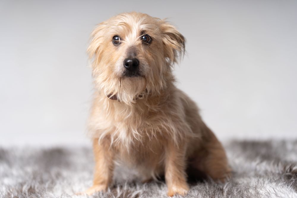 Cute Norfolk terrier on rug
