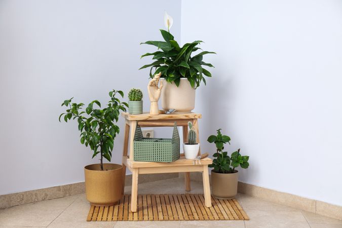 Cozy hobby - growing indoor plants at home