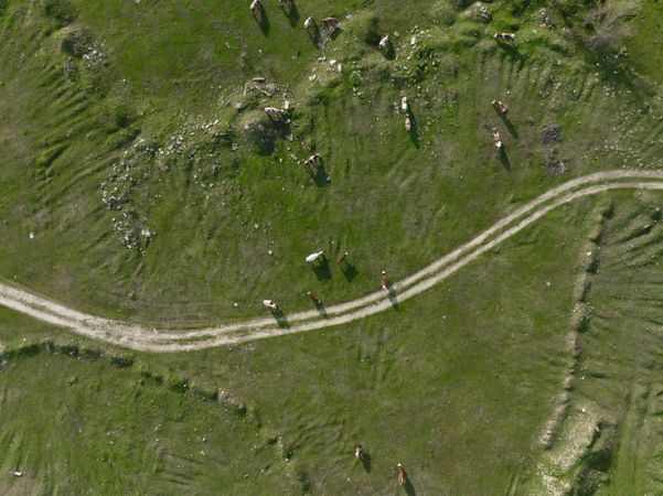Aerial photo of green pasture on a sunny day.