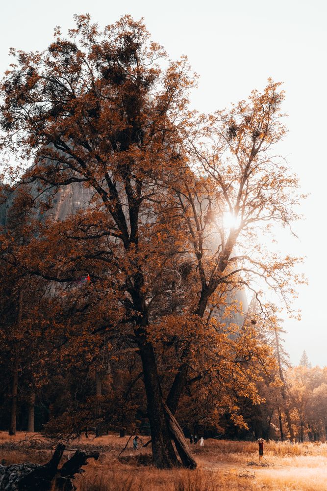 Yellow leafed tree near mountain