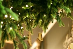 Christmas or New year background with green pine branches and fairy lights