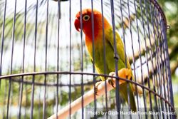 Two parakeet birds in cage bGwK2b