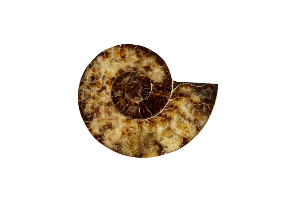 Ammonite shell on plain back ground