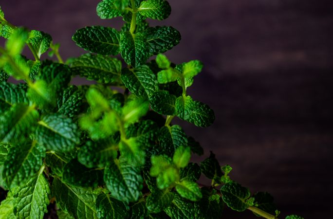 Close up of small moroccan mint plant leaves
