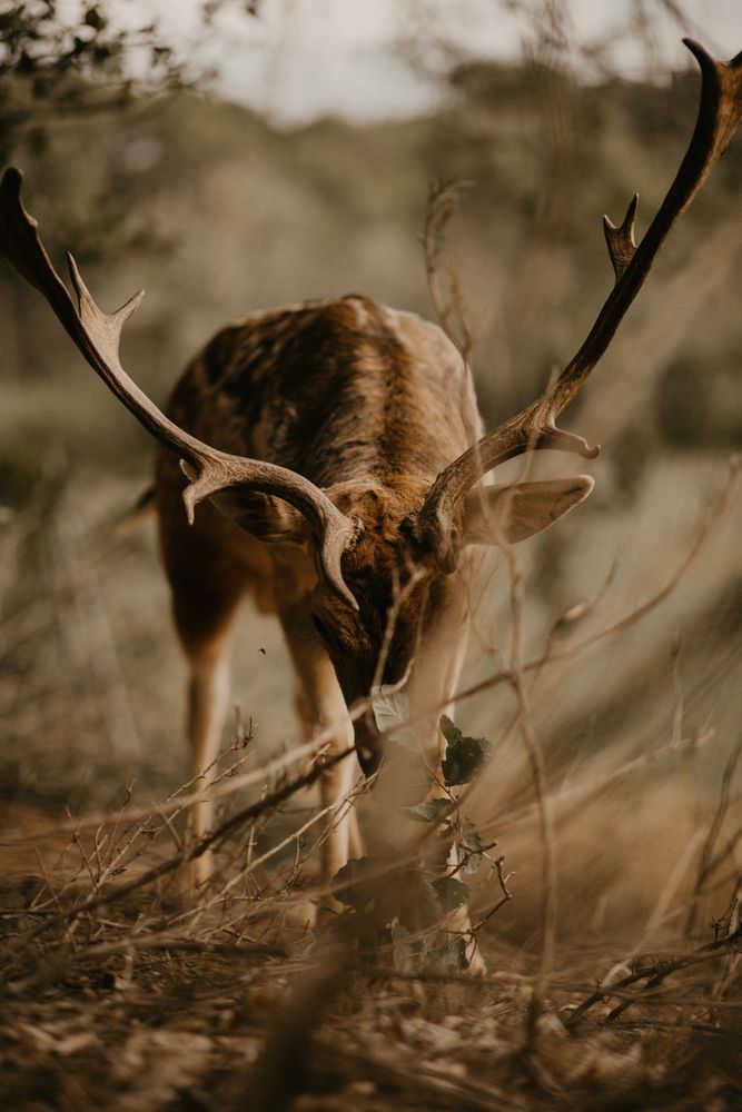 Elk eating leaves in countryside