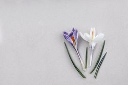 Spring, Easter floral composition with violet crocuses, saffron flowers on beige table