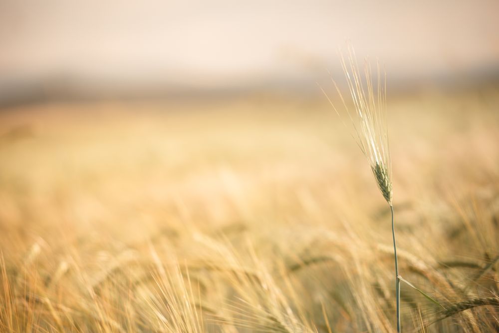 Single gentle twig in grassland