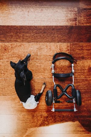 Dog sitting near wheelchair on floor