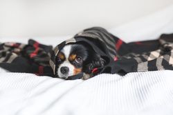Cavalier spaniel wrapped in dark patterned blanket