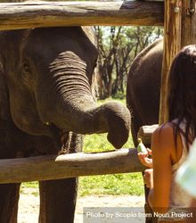 Woman feeding an elephant 4mkjo0