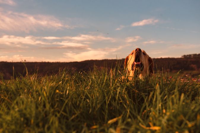 Dog between field and blue sky