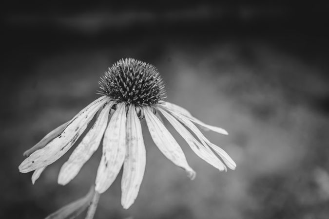Grayscale photo of daisy