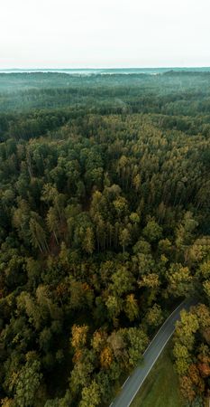 Drone vertical panorama with forest in morning