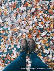 Person standing on yellow leaves on the ground 4AoEY0