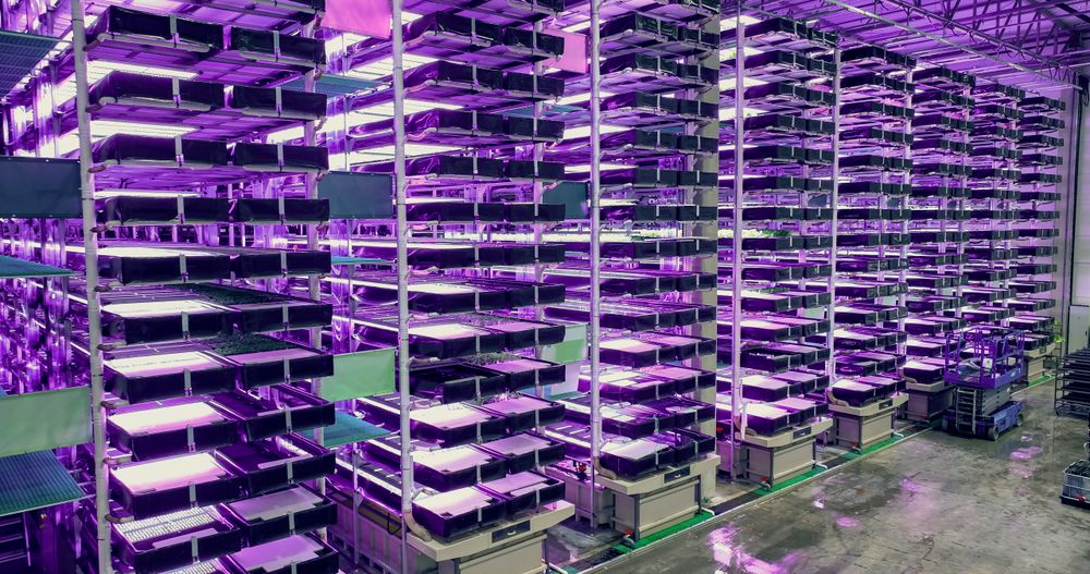 Big Vertical Farm with Multiple Rows and Layers of Eco-Friendly Plants Growing Under Artificial LED Sunlight. Fresh Green Vegetable Leaves Production Facility. Wide Angle Aerial Shot