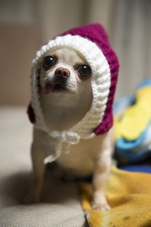 Chihuahua in Hat with Tongue Out