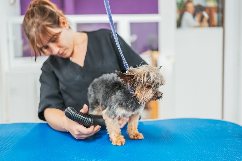 Happy dog during grooming procedure