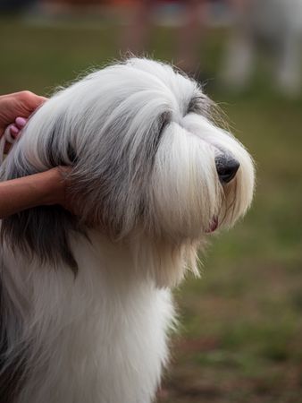 Beautiful dogs at an outdoor dog show.