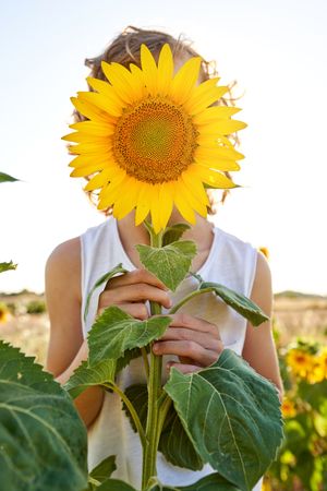 Anonymous kid with sunflower in field