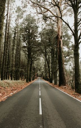 Asphalt road in the meddle of a forest