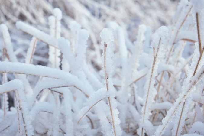 Grass covered with ice in winter